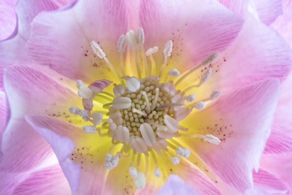 Washington State-Seabeck Hellebore blossom close-up